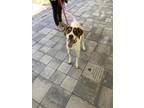 Adopt JOSIE a Pointer
