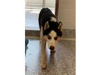 Adopt PRISCILLA a Siberian Husky