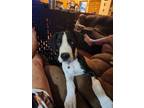 Adopt Jackie a Great Dane