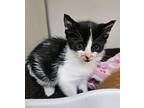 Dusty Bottoms Domestic Shorthair Kitten Male
