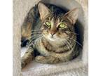 Adopt Bety a Domestic Short Hair