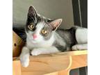 Adopt Tandoori a American Shorthair