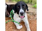Adopt Diane a Great Dane, Great Pyrenees