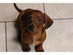 Primrose Dachshund Female