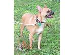 PRECIOUS PARKER Chihuahua Adult Male