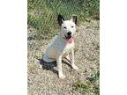 Brock (6327) Labrador Retriever Young Male