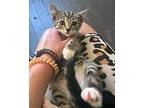 Soy American Shorthair Kitten Male