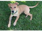 Cosmo 2 Mixed Breed (Medium) Puppy Male
