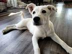 Blueberry Labrador Retriever Young Female