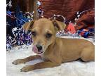 Kit Kat Terrier (Unknown Type, Medium) Puppy Female