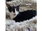 Adopt Kecha the Bobtail Kitten a Domestic Short Hair, American Bobtail