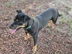 Adopt TESLA a Rottweiler, Mixed Breed