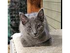 Huff Domestic Shorthair Kitten Male