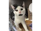 Kirby Domestic Shorthair Young Male