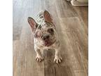 Stuart French Bulldog Puppy Male