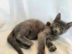 Peg Leg Domestic Shorthair Kitten Male