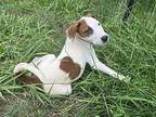 Mazey Beagle Puppy Female
