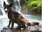 COBALT Husky Adult Male