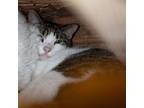 Pinot (working Cat) Domestic Shorthair Adult Male