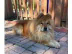 Baccarat Shar Pei Senior Male