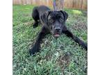Adopt Azula 20676 a Cane Corso, Mixed Breed