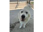 Adopt Lucy a Great Pyrenees