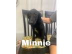 Adopt Light Blue Collar a German Shepherd Dog