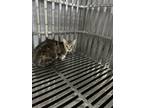 Adopt Zinnia a Domestic Short Hair