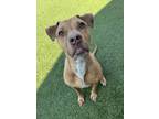 Adopt Princess Peaches a Pit Bull Terrier, Mixed Breed