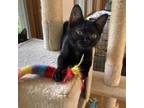 Adopt Oleander a Domestic Short Hair