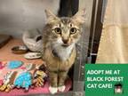 Adopt YOVANKA a Domestic Medium Hair