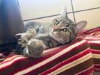 Adopt MERLOT a Domestic Short Hair