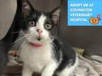 Adopt UHURA a Domestic Short Hair