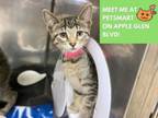 Adopt PAL a Domestic Short Hair