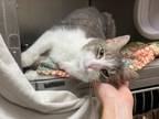 Adopt LAVERNE a Domestic Short Hair