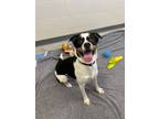 Adopt MISS BUG a Beagle, Pit Bull Terrier