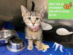 Adopt SQUIGGS a Domestic Short Hair