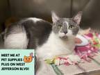 Adopt SABRINA a Domestic Short Hair