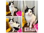 Adopt Elinor - NN - SR3 a Domestic Short Hair