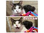 Adopt Delilah - SPONSORED a Domestic Short Hair