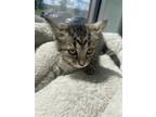 Adopt Peaches a Domestic Short Hair