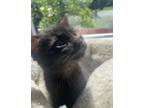 Adopt Bubbles a Domestic Short Hair