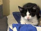 Goofy Domestic Shorthair Kitten Male