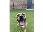Adopt Aphrodite a Mixed Breed