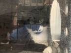 Adopt LUNA a Domestic Medium Hair