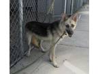 Adopt TERRARIUM a German Shepherd Dog
