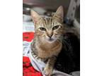 Adopt Marca a Domestic Short Hair