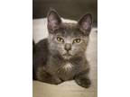 Adopt Lydia a Russian Blue