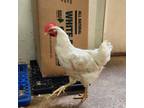 Adopt BARBIE a Chicken