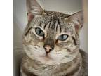 Adopt NOVA a Siamese, Domestic Short Hair